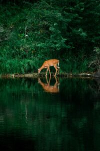 A black-tailed deer stands in a grassy clearing near a line of Douglas fir trees under a cloudy sky.
