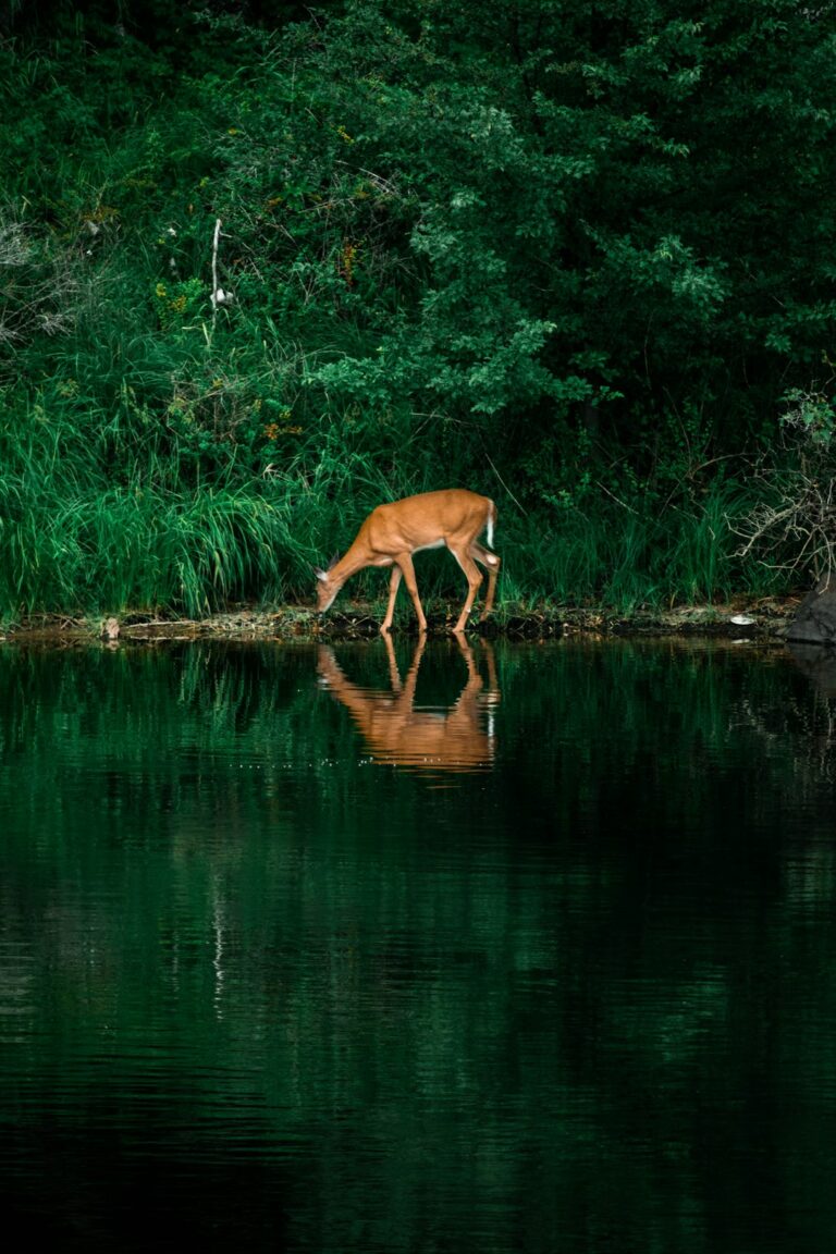A black-tailed deer stands in a grassy clearing near a line of Douglas fir trees under a cloudy sky.