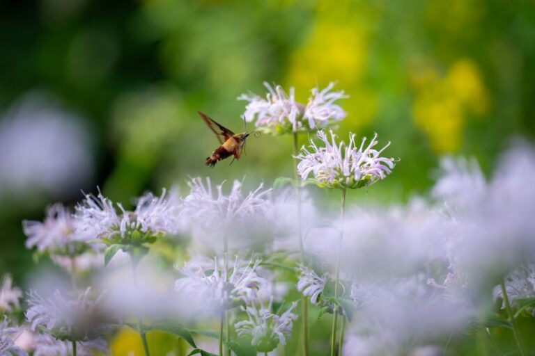 A backyard with native shrubs, a birdbath, and birds feeding among dense plantings.