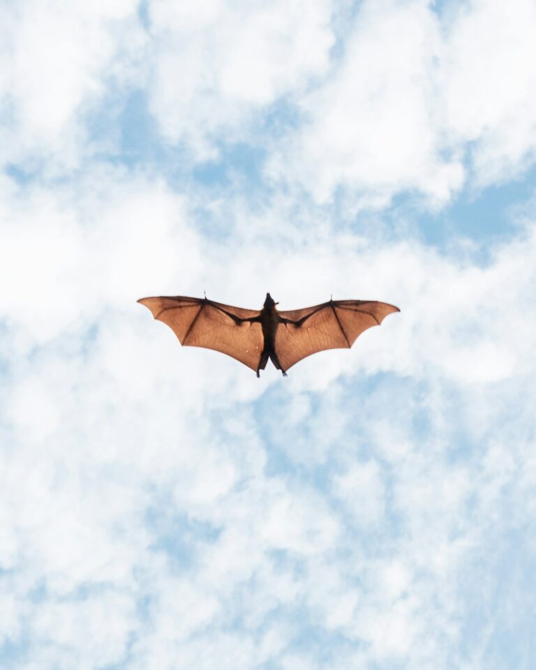 A bat flying at dusk above a grassy backyard with trees and a wooden fence in the background.
