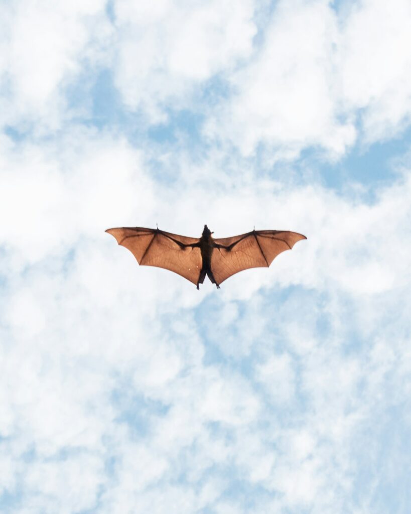 A bat flying at dusk above a grassy backyard with trees and a wooden fence in the background.