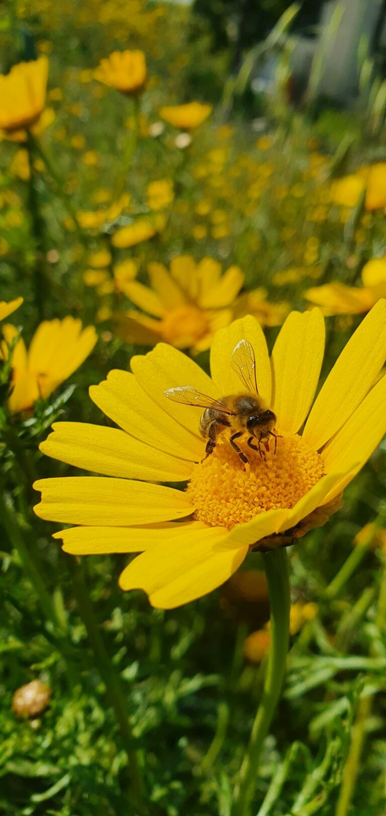 A close-up of a honeybee collecting pollen from a purple wildflower in natural daylight.
