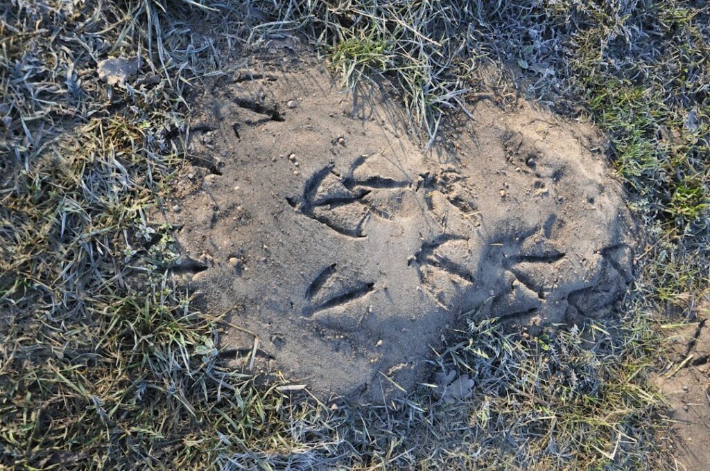 Close-up of animal tracks in damp soil beside a backyard fence with disturbed leaves nearby
