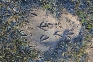 Close-up of animal tracks in damp soil beside a backyard fence with disturbed leaves nearby