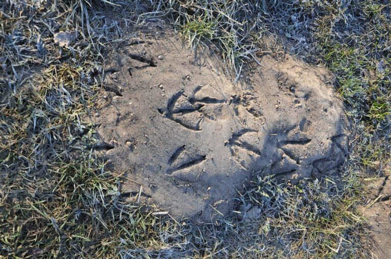 Close-up of animal tracks in damp soil beside a backyard fence with disturbed leaves nearby