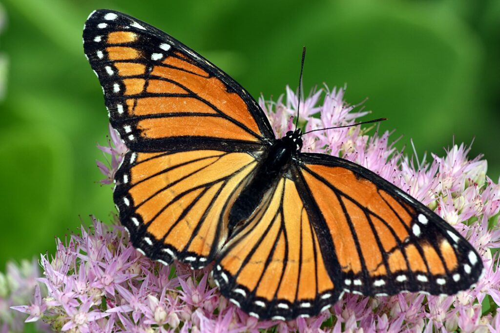 A monarch butterfly rests on a flowering milkweed plant beside native nectar flowers.
