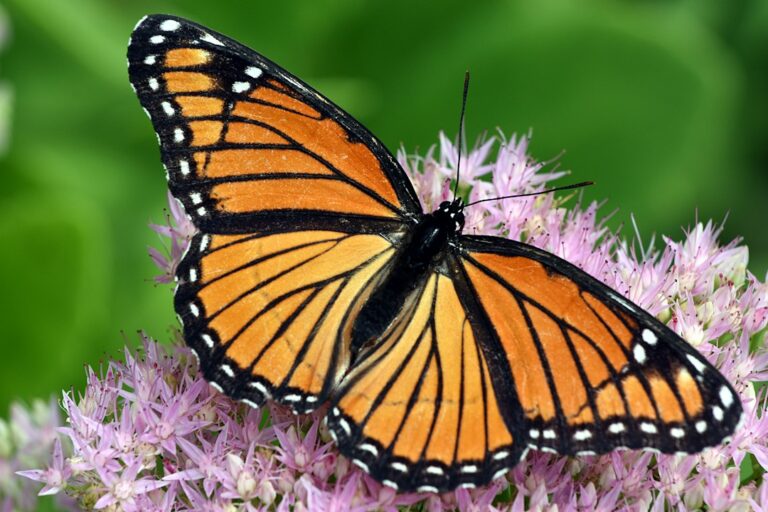 A monarch butterfly rests on a flowering milkweed plant beside native nectar flowers.