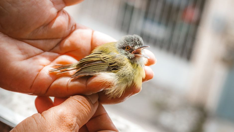 A person wearing gloves gently examines a wild bird on a towel in a quiet, indoor setting.
