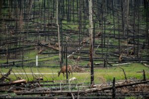 A Roosevelt elk herd grazing on open meadow land with forested hills in the background.